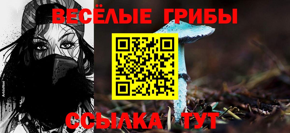 Звенигород  Псилоцибиновые грибы Cubensis  Вход с VPN 